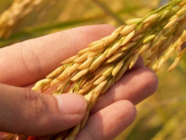 1. Rice in the field
