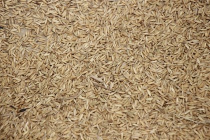 2. Rice with the hulls still in tact