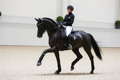 Maracaná is one of David's new stallions who has arrived in Australia for his first breeding season. Image: Gestüt bonhomme