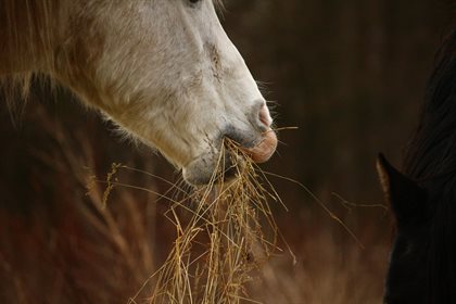 Always check hay before feeding it out.