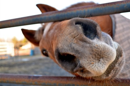 As we come into Autumn our horses’ weight should be carefully monitored. © Five Furlongs