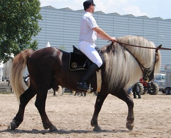 Black forest horse being ridden