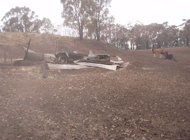 Bushfire survivors. © Andrew McLean