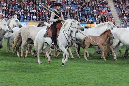 Camargue ponies