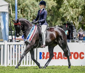 Christine Frost’s thoroughbred hack ‘Ink’ ridden by Georgiana Walsh trotting out in style after their terrific win in the Childs Large Hack class Frid