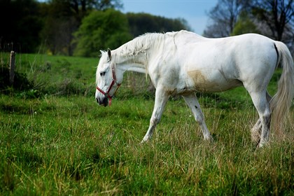 Dirty grey horse - Labelled for reuse