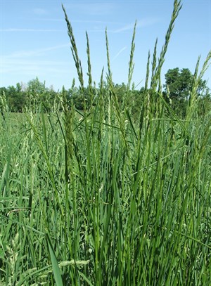 Fescue grass - © KER