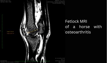 Fetlock MRI