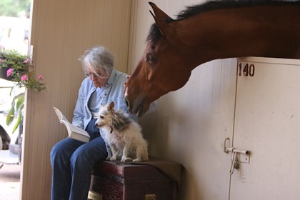 Funny Horse 3
