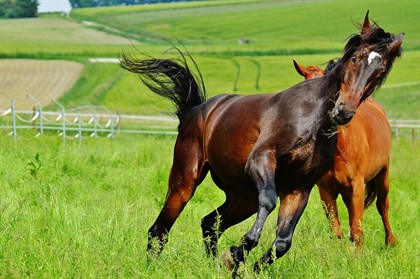Funny Horse 4