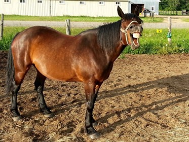 Funny Horse 5
