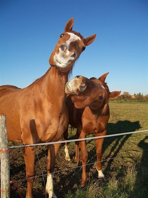 Funny Horse 6