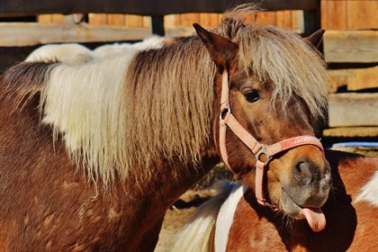 Funny Horse 7
