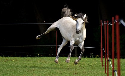 Funny horse bucking in paddock - Labelled for reuse
