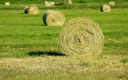 Green, leafy hay in a round bale.