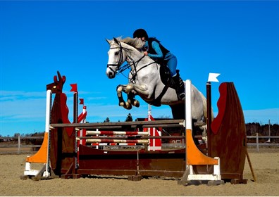 Horse and rider jumping. Labelled for reuse.