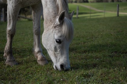 Horse grazing. Image: Pixabay