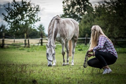 Horse in paddock - Labelled for reuse