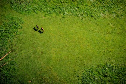 Horse paddock.