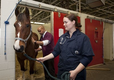 Horse vet - Labelled for reuse