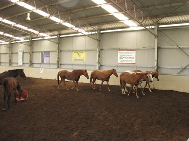 Horses in the indoor. © Andrew McLean