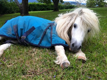 How could you not want to be a pony club mum?