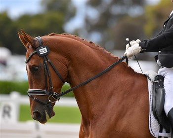 Jason Dins riding Jaybee Albert (for Kelato). © Derek O'Leary