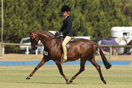 Jess Marnie and Argyl Royal Flush © Argyl Stud