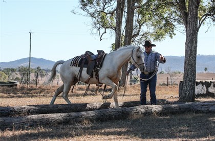 Ken uses trotting poles to help with ground skills. © Kathy Stewart