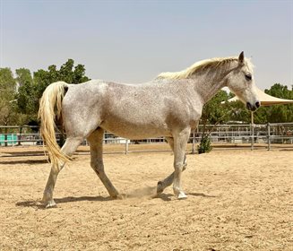 Koela whom Jodie rode in Slovakia. Image supplied.