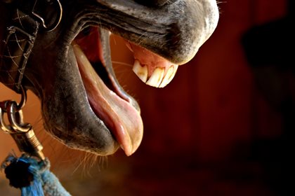 Laughing horse.
