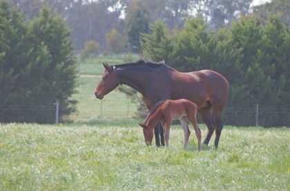 Mare and foal. Photo supplied.