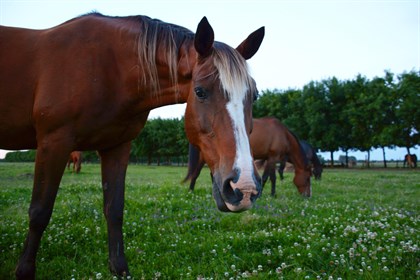 Mares are generally referred to as "seasonally polyoestrous", meaning they will cycle or ovulate multiple times during their breeding season