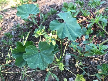 Marshmallow weed © Ellie Jolley