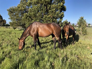 Mickey and Rev have found their forever home, and it includes plenty of grass! © Calla Wahlquist