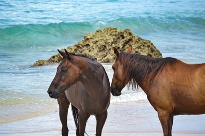 Most of Nihi's horses are rescues. Image supplied.