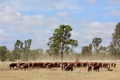 Moving campdraft cattle. Image by Roger Fitzhardinge