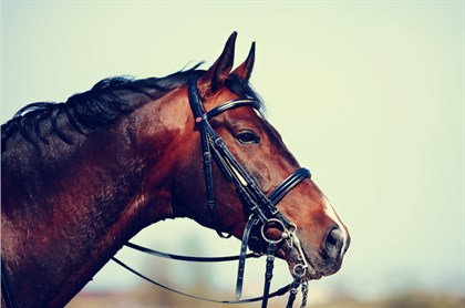 Nosebands - Labelled for reuse