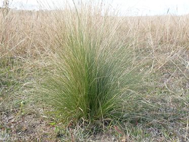 Serrated tussock.
