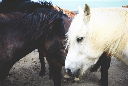 Strangles is more common when there are many living horses together.