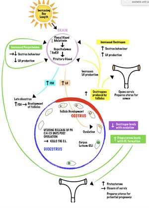 The reproductive cycle of a mare