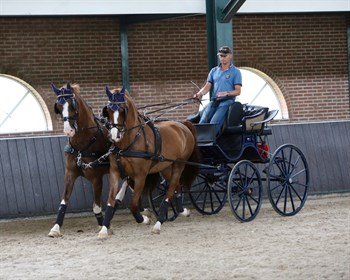 Tor Van Den Berge and his pair of Gelderlanders at Boyd Exell's.
