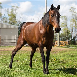 When mares are in season, they often exhibit behavioural changes, known to most as “horsing” (frequently squatting and urinating, and winking).