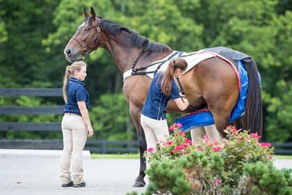 research horses - KER centre