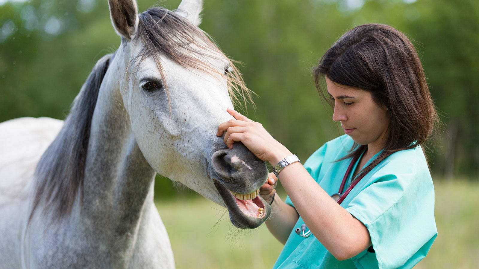 FROM THE HORSE’S MOUTH—SALIVARY GLANDS