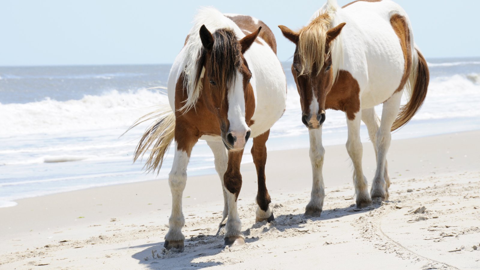 ‘MISTY’ & THE SALTWATER COWBOYS