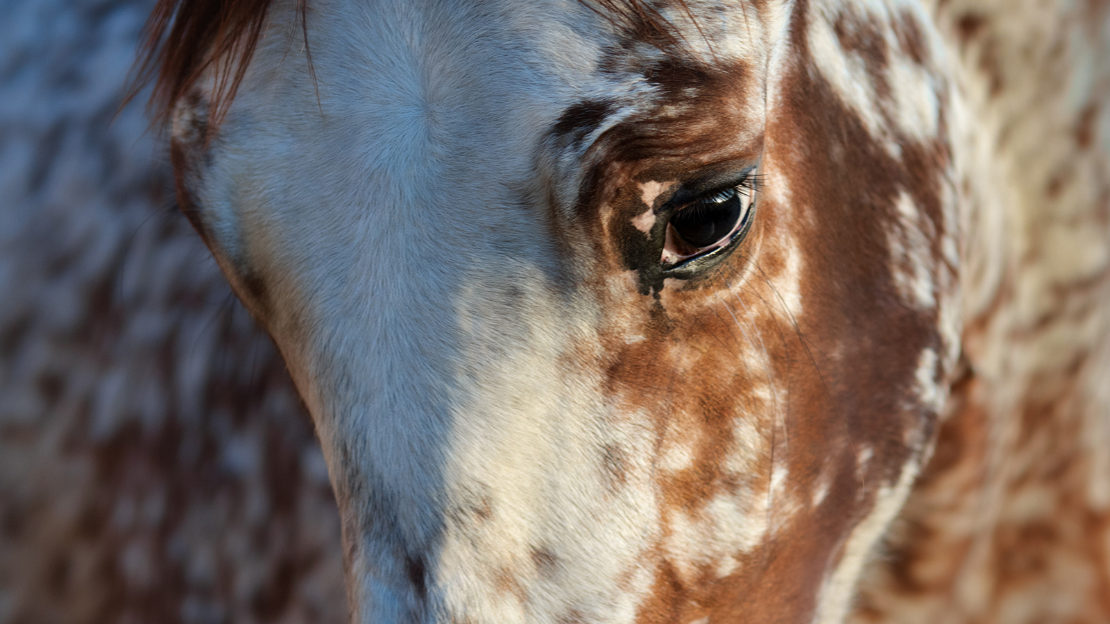 THE SPOTTED HORSES OF KYRGYZSTAN