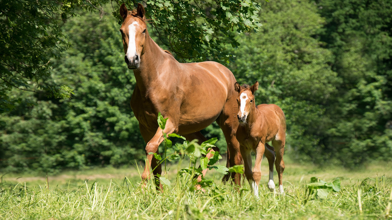 DEALING WITH DYSTOCIA, THE DIFFICULT BIRTH