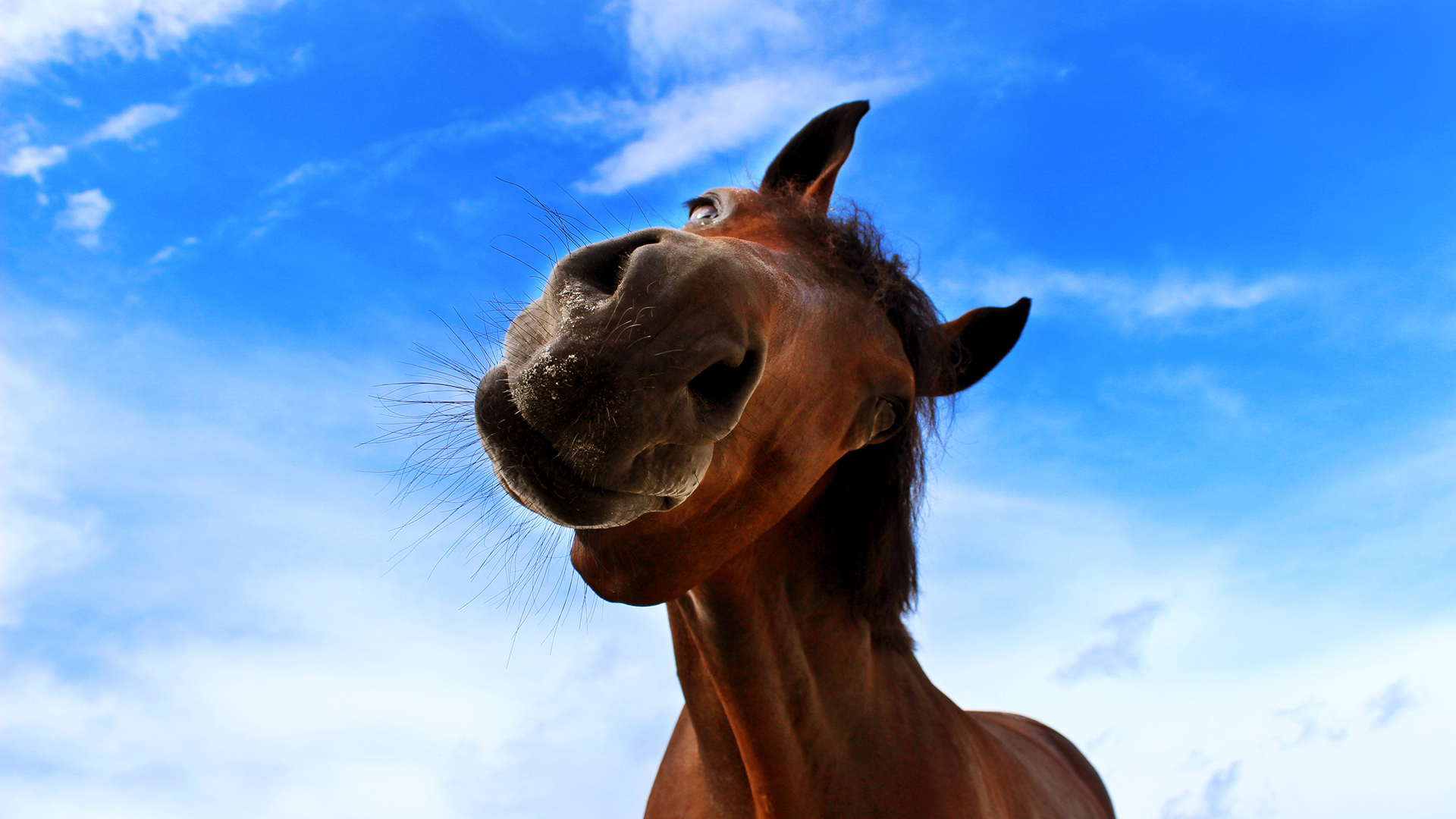 EQUESTRIAN AUSTRALIA TO RESTRUCTURE: WHY?