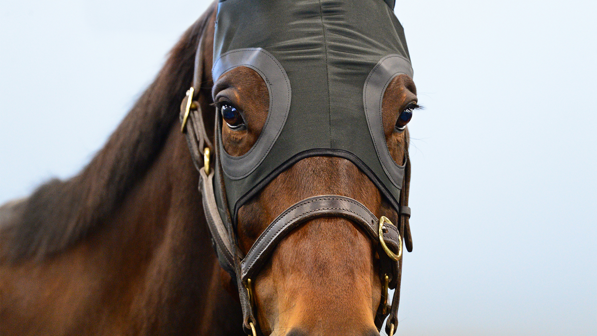 A HORSE NAMED WINX